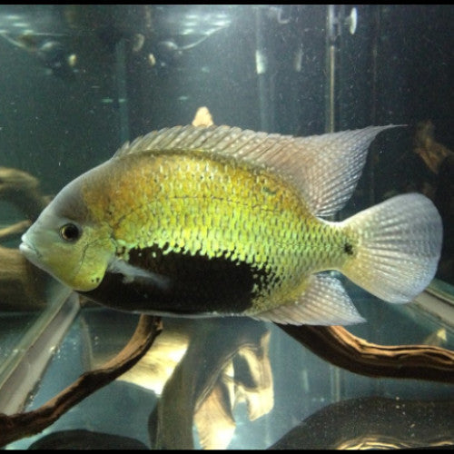 Pantano Cichlid - Herichthys Pearsei