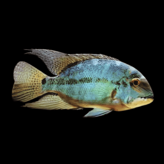 True Parrot Cichlid