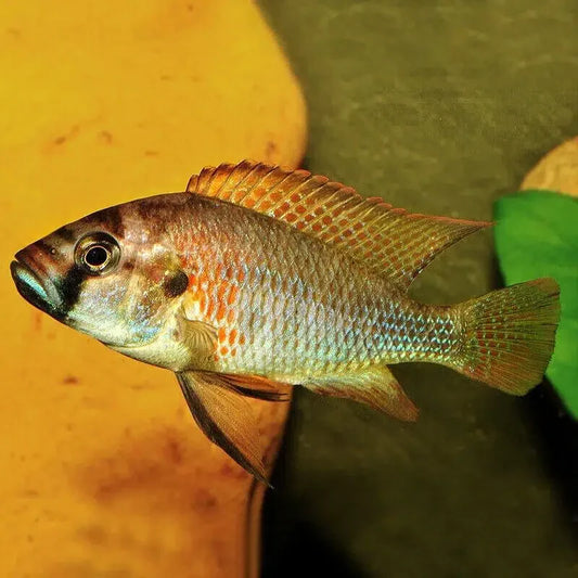 Burton's Mouthbrooder Cichlid - Astatotilapia Burtoni