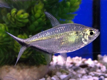 Blackline Tail Tetra - Moenkhausia Costae