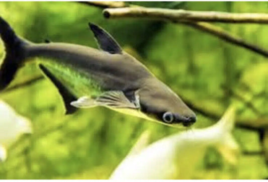 Iridescent Shark Catfish - Pangasius Sutchi