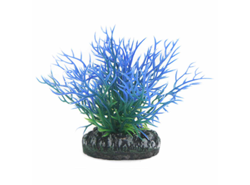 Betta Choice 9cm Blue Fern
