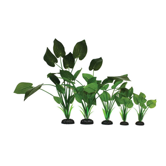 Hugo Syngonium Green Silk Aquascaping Aquarium Plant - Available In 2 Sizes