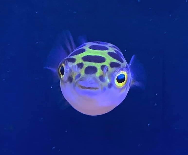 Green Spotted Pufferfish - Dichotomyctere Nigroviridis