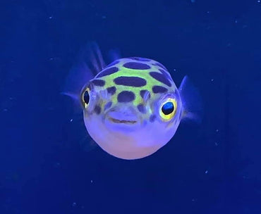 Green Spotted Pufferfish - Dichotomyctere Nigroviridis