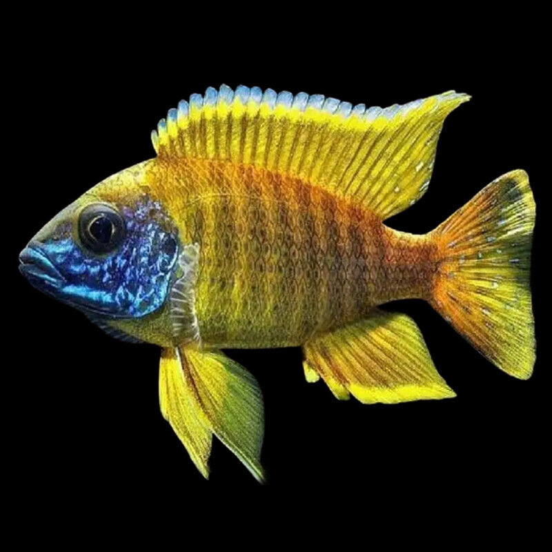 Sunshine Peacock Cichlid - Aulonocara Maleri