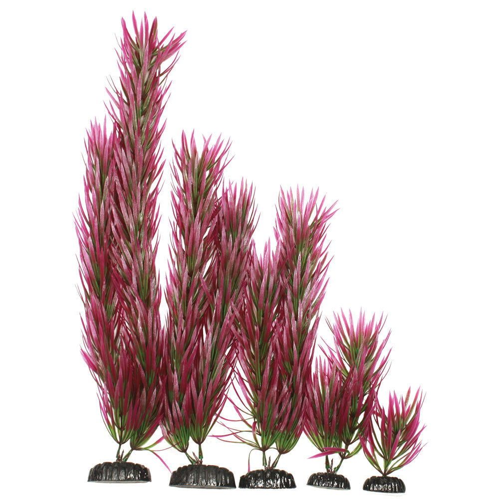 Hugo Pogestemon Purple - Available In 2 Sizes