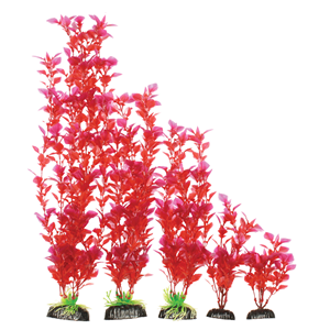 1360332 Hugo Rotala Macandra 20CM