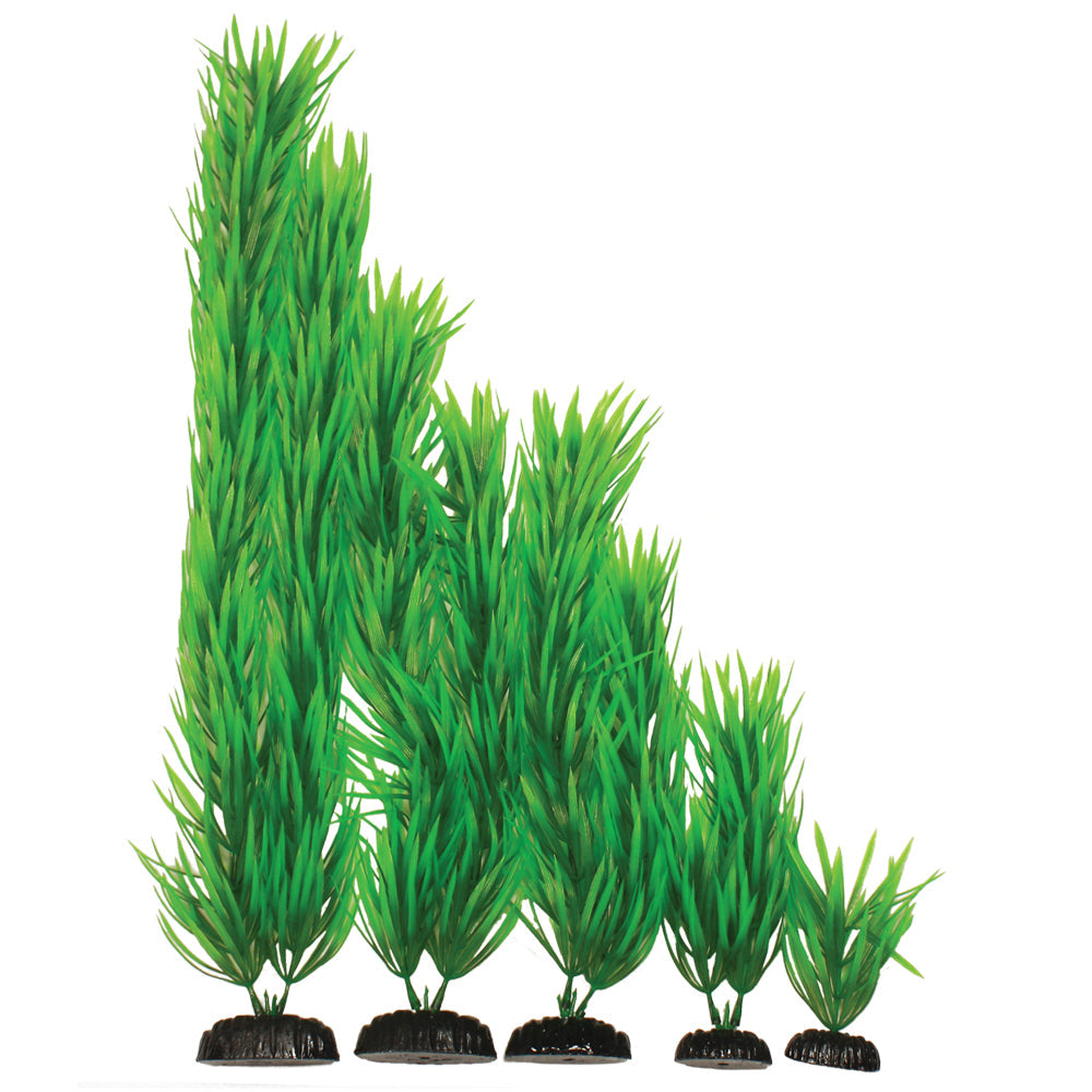 Hugo Pogestemon Green - Available In 2 Sizes