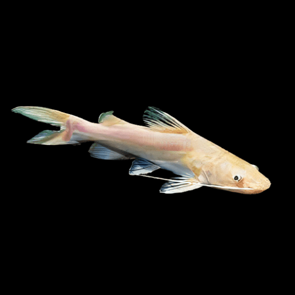 Albino Asian Redtail Catfish - Hemibagrus Wyckioides