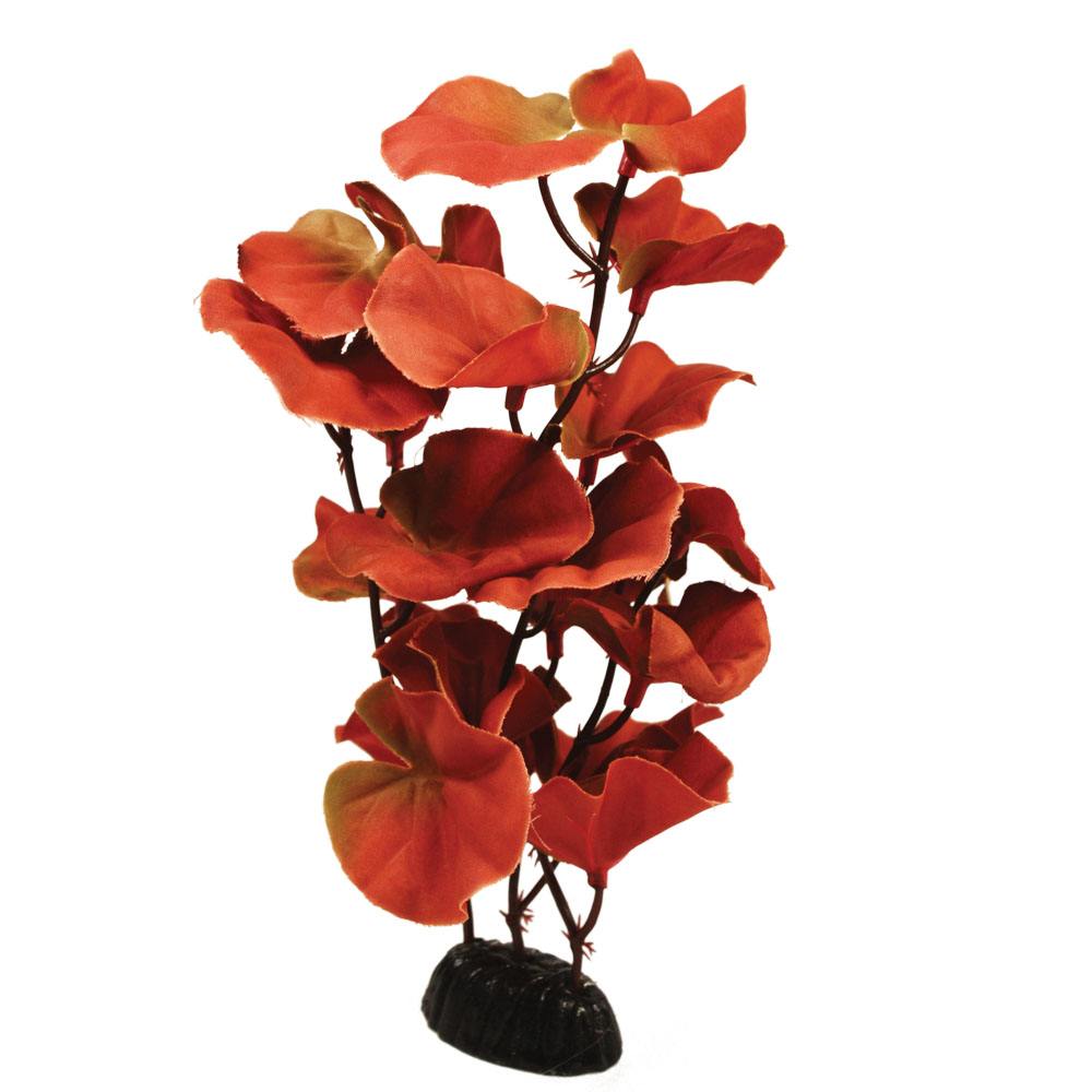 Hugo Cardamine Red Silk Aquascaping Aquarium Plant - Available In 2 Sizes