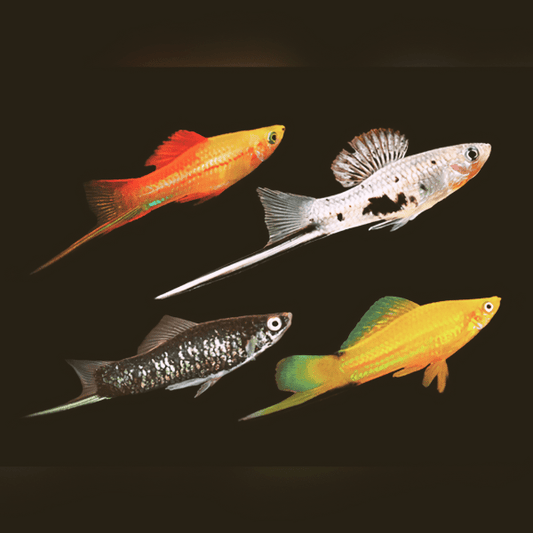 Assorted Swordtail - Xiphophorus Hellerii Mix