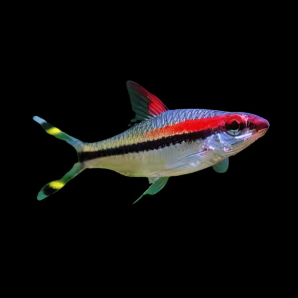Red Line Torpedo Barbs - Puntius Denisonii
