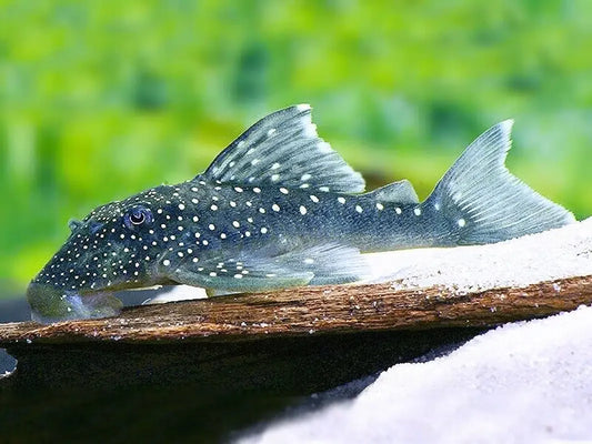 Blue Phantom Plec Wild PT - L128