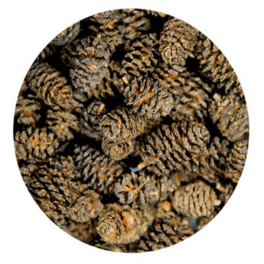 Hobby Alder Cones 50X