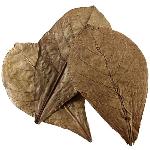 Hobby Nano Catappa Leaves