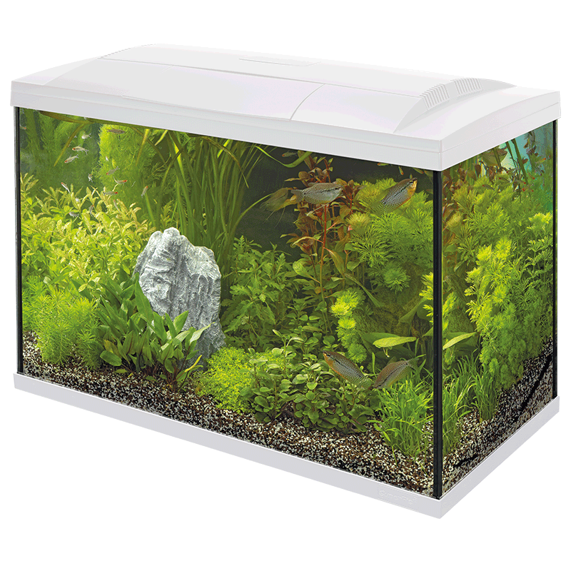 Superfish Starter Fish Tank - Available In 6 Sizes & 2 Colours