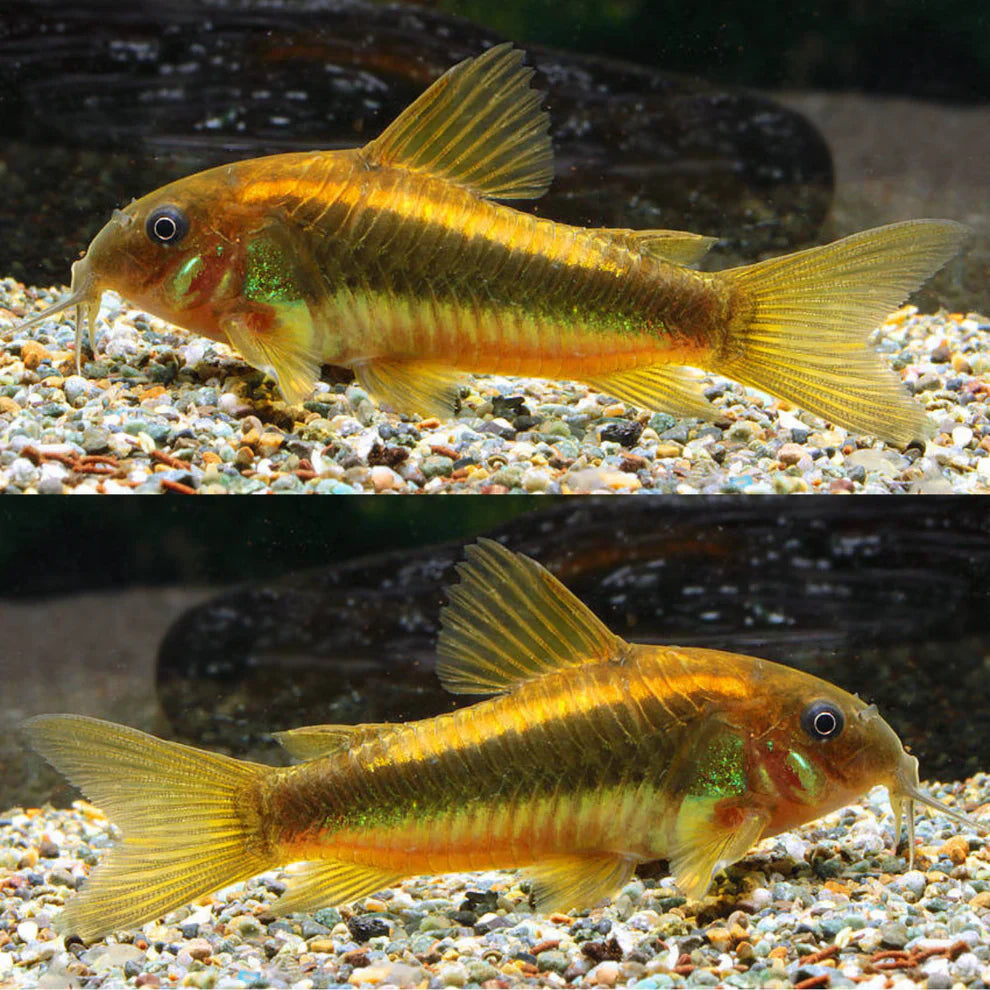 Neon Albino Cory - Corydoras Aeneus Neon Gold Stripe