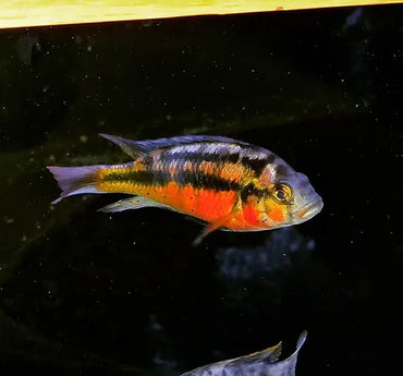 Rock Kribensis Cichlid - Haplochromis (Paralabidochromis) Sauvagei