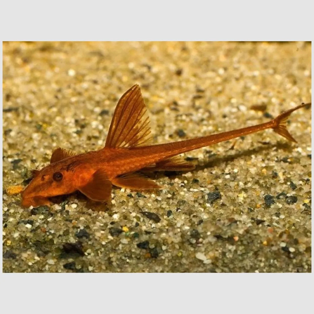 Blood Red Whiptail Catfish - L010A Rineloricaria Sp