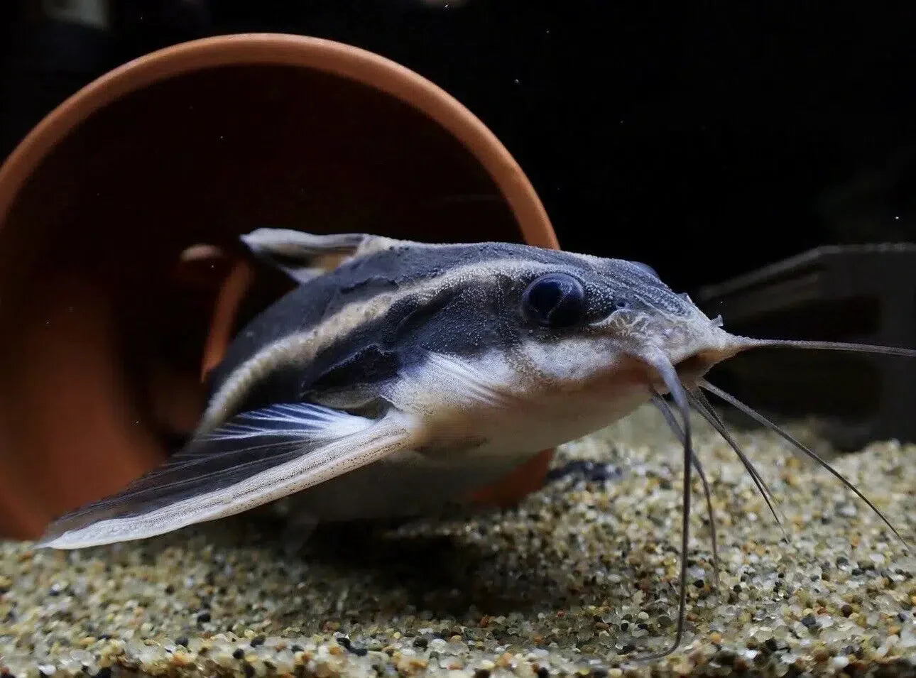 Striped Raphael Dora Catfish - Platydoras Armatulus