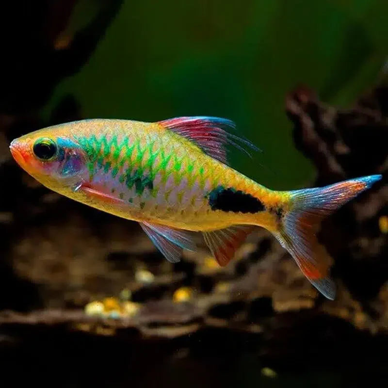 Mahecola Barb - Puntius Assimilis