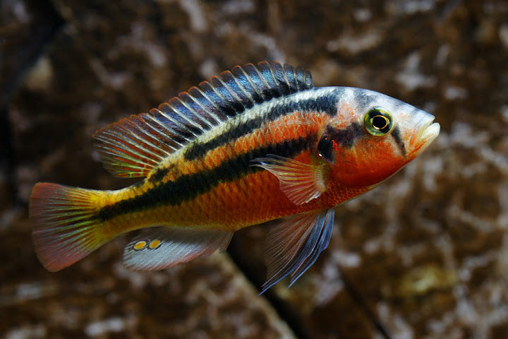 Rock Kribensis Cichlid - Haplochromis (Paralabidochromis) Sauvagei