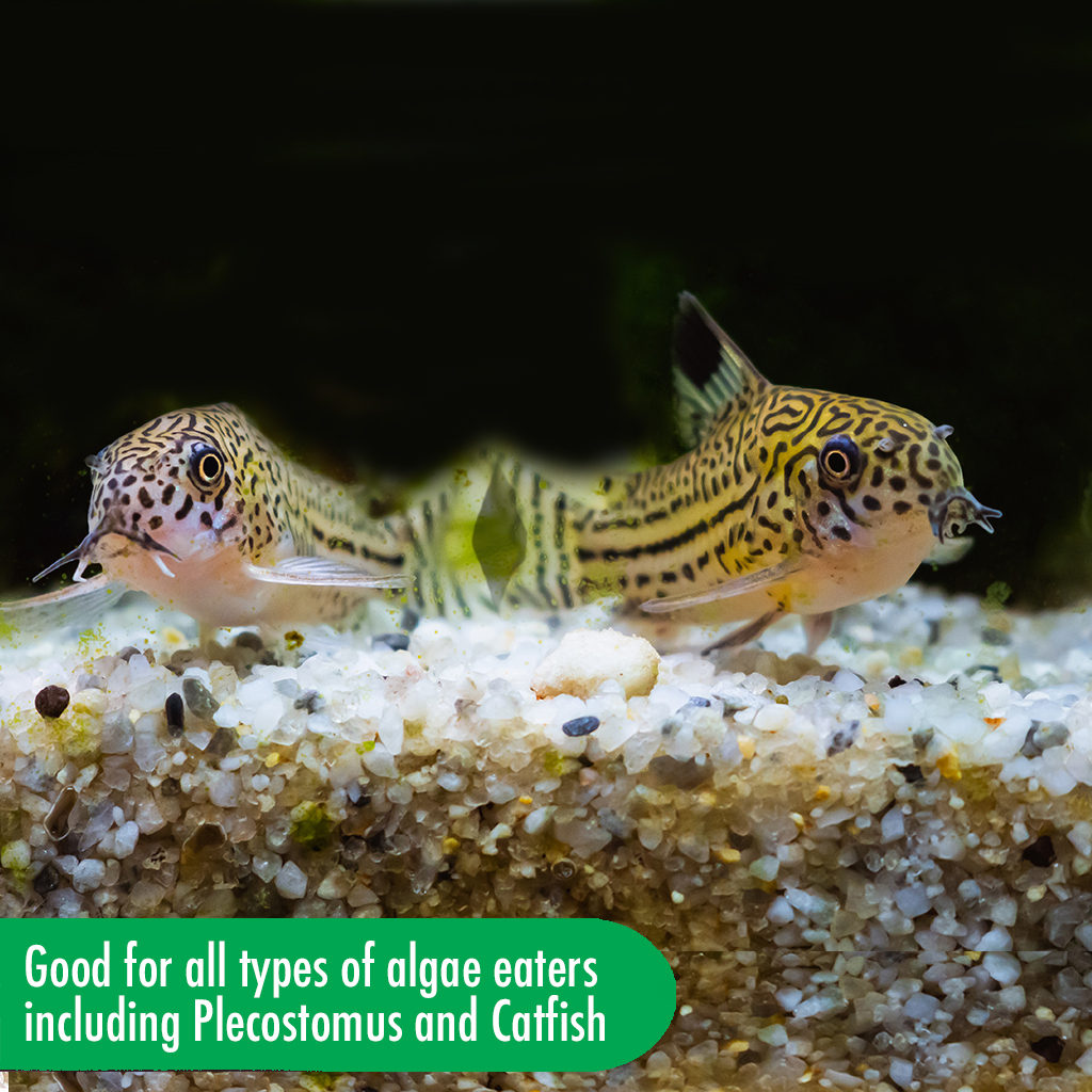 AQUARIAN® Algae Wafers - Available In 2 Sizes