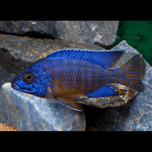 Flametail Peacock Cichlid - Aulonocara Ngara