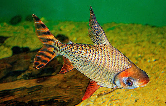 Flagtail - Flagtail Prochilodus