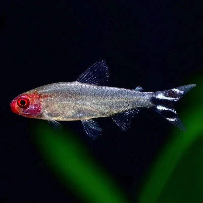 Rummy Nose Tetra - Hemigrammus Bleher