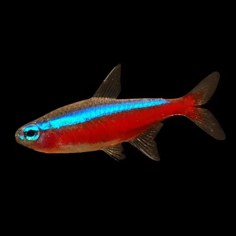 Cardinal Tetra - Paracheirodon Axelrodi