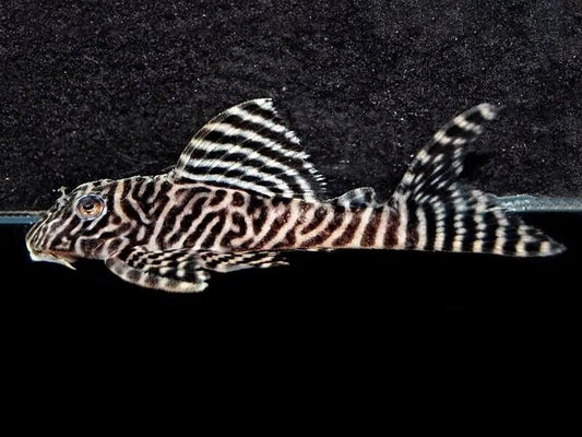 King Tiger Plec L066