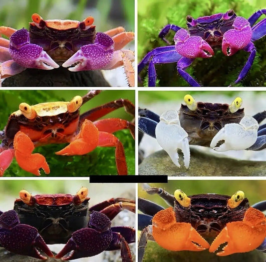 Mixed Colour Vampire Crab - Geosesarma sp
