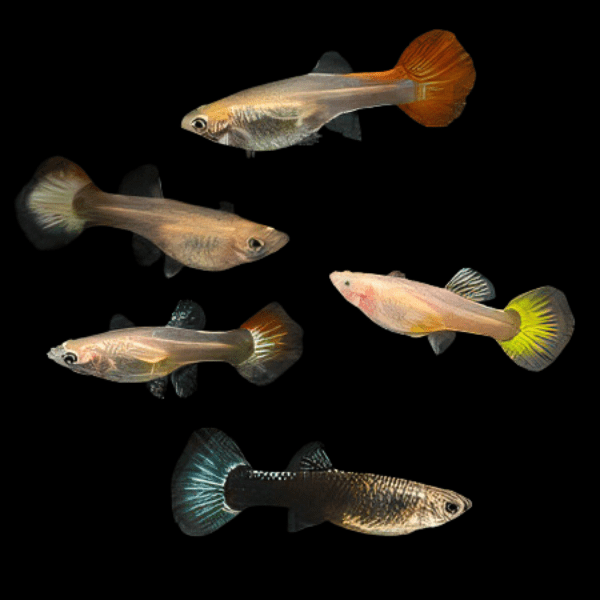 Assorted Female Guppy - Poecilia Reticulata