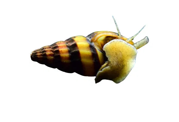 Assassin Snail - Clea Helena