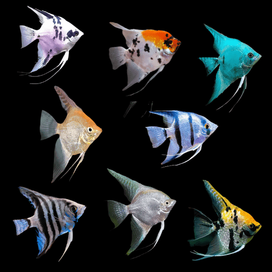 Mixed Angelfish - Pterophyllum Scalare
