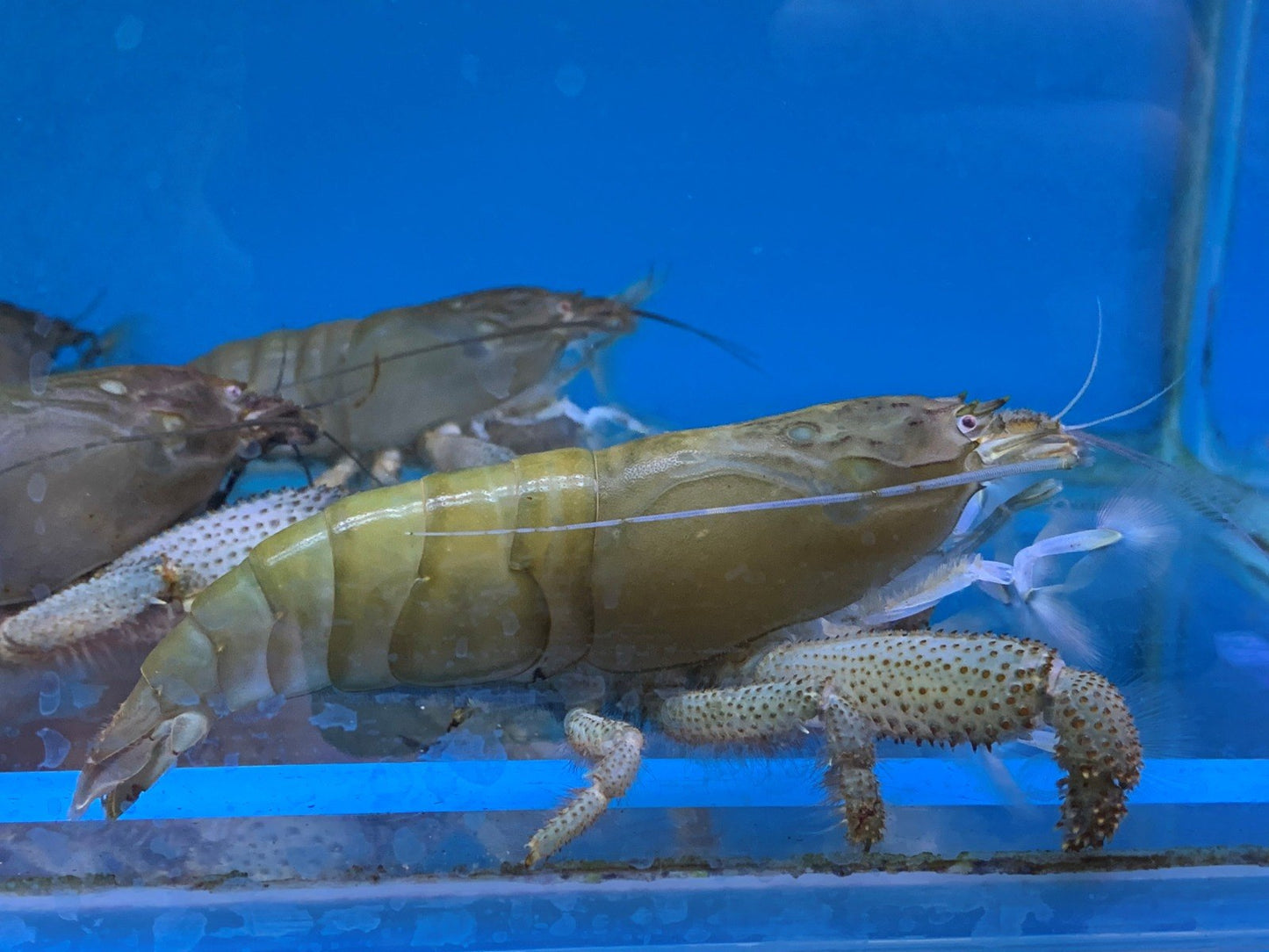 Atya Shrimp Wild - Atya Gabonensis