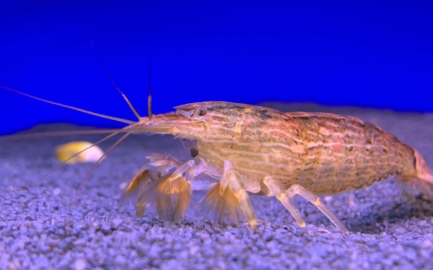 Mountain Shrimp - Atyopsis Moluccensis