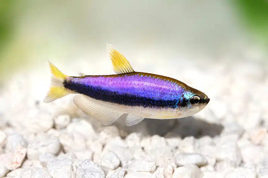 Super Blue Kerri Emperor Tetra - Inpaichthys Kerri