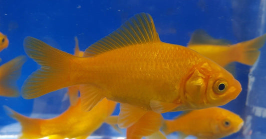 Canary Goldfish 2-3 Inch