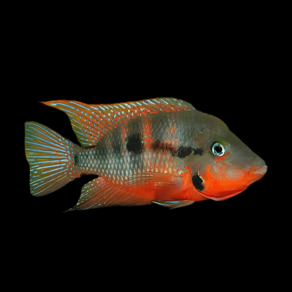 Firemouth Cichlid - Thorichthys Meeki