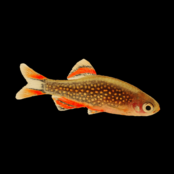 Galaxy Rasbora - Danio Margaritatatus