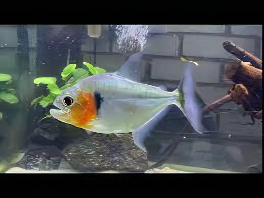 Manuels Piranha Wild - Serrasalmus Manueli