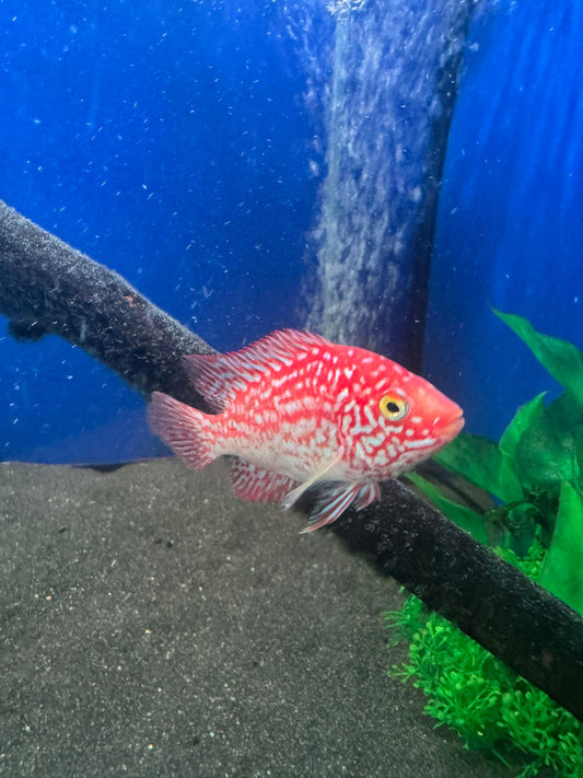 Super Red Texas F4 Grade - 3 Inches