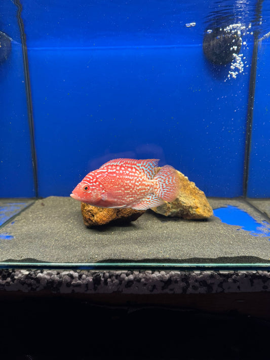 Gold Base Hybrid Vieja 5-6 inches
