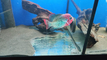 SR7 Bloodline Hybrid Vieja 4-5 Inches