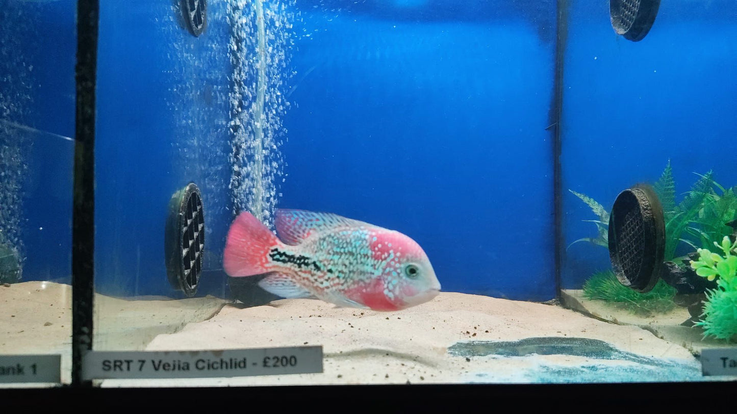SR7 Bloodline Hybrid Vieja 4-5 Inches