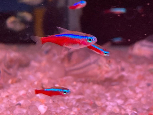 Cardinal Tetra - Paracheirodon Axelrodi