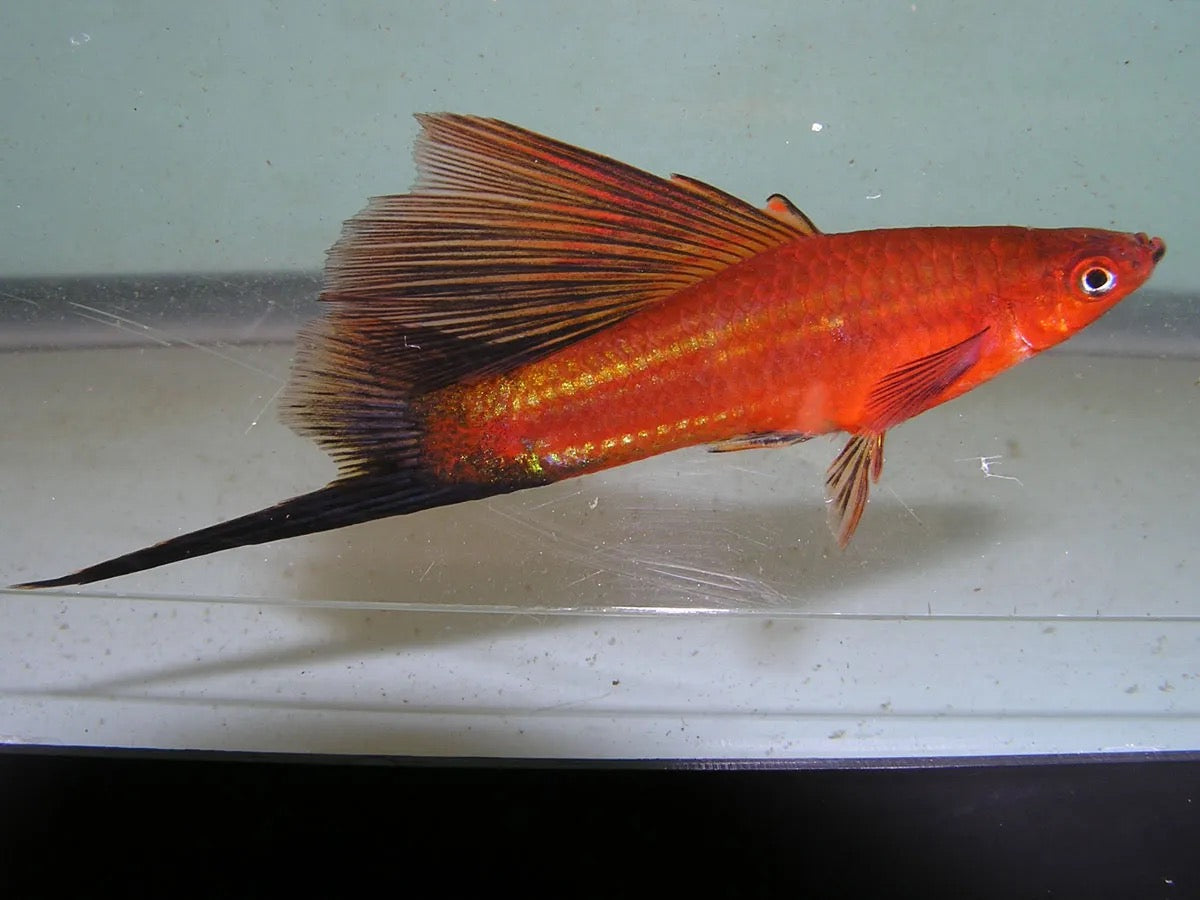Mix Hi-Fin Swordtail - Xiphophorus Helleri Mix Hi-Fin